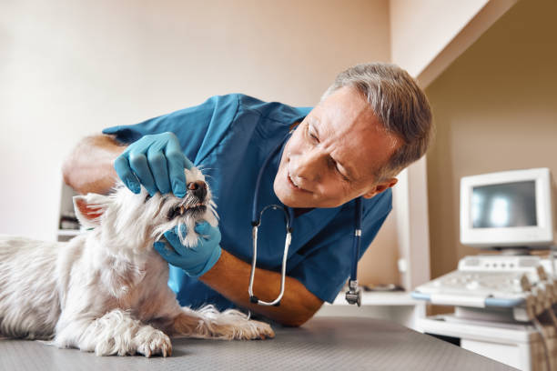 Best Pediatric Emergency Dentist in Craig Beach, OH